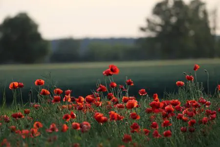poppies in a field