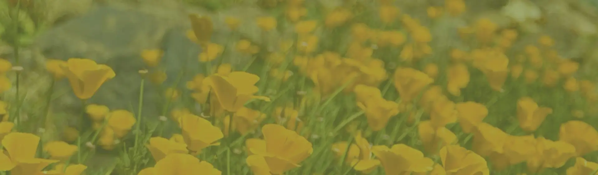 interior Financials banner image