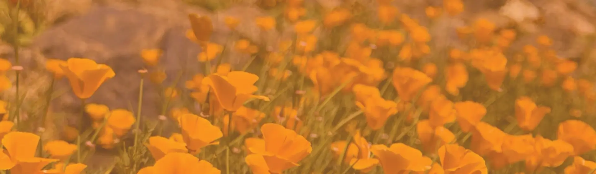 interior Benefit Partners banner image